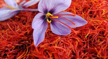 [Image: Saffron Import]